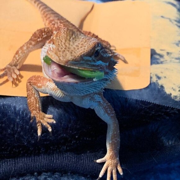 Prickly Pear Cactus 2 ea Spineless Opuntia Decorative Plant and Beauty Regimen. - Picture 12 of 12